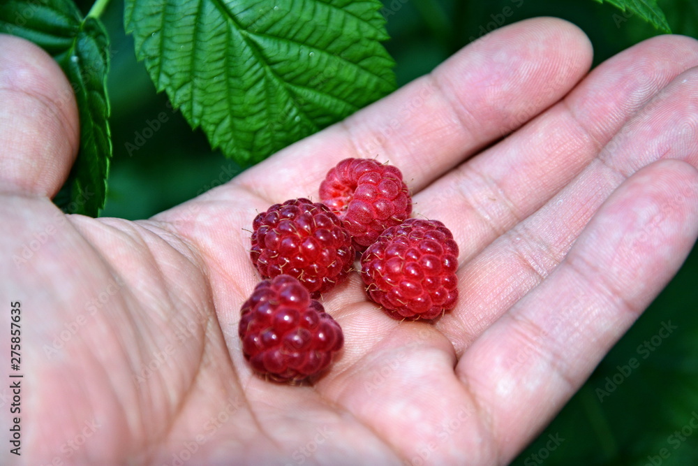 fresh raspberries in hands fresh raspberries in hands