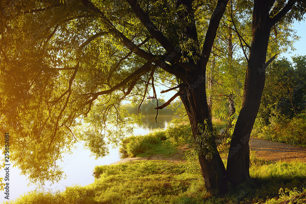Willow tree by coast of pond at sunset of sunny summer day Willow tree by coast of pond at sunset of sunny summer day