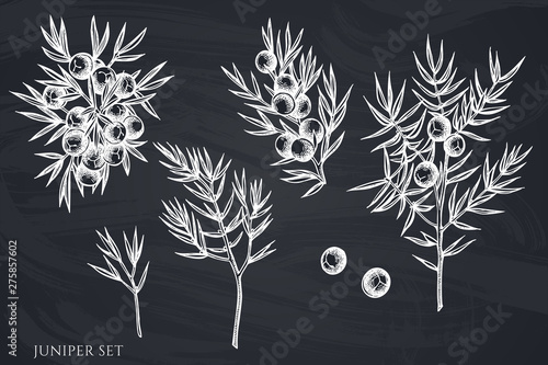 Vector set of hand drawn chalk juniper