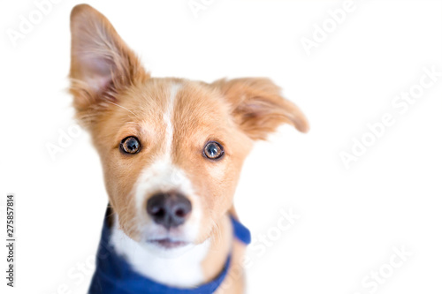 A cute red and white mixed breed puppy wearing a blue bandana