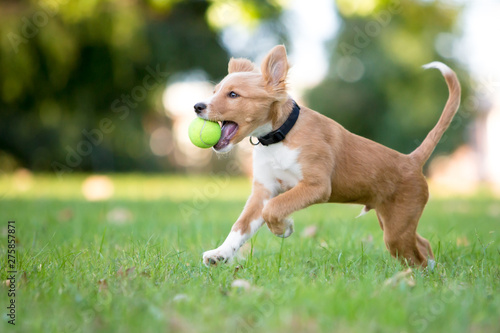A playful red and white mixed breed puppy running through the grass with a ball in its mouth