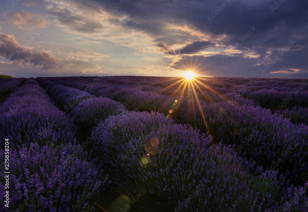 Fototapeta premium Sunrise and dramatic clouds over Lavender Field. Lavendar Field Sunset