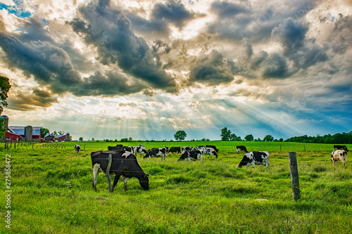 Fototapeta Naklejka Na Ścianę i Meble -  Cows under Clouds with Sun Rays