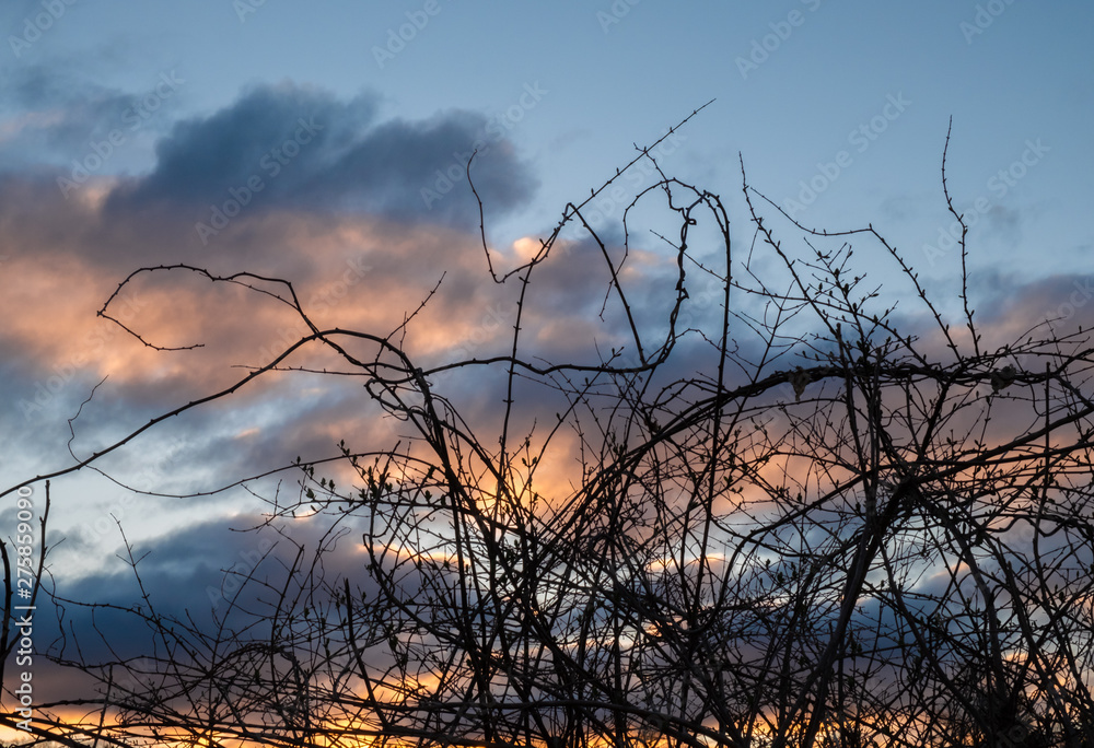 Fototapeta premium Gnarled Branches 2
