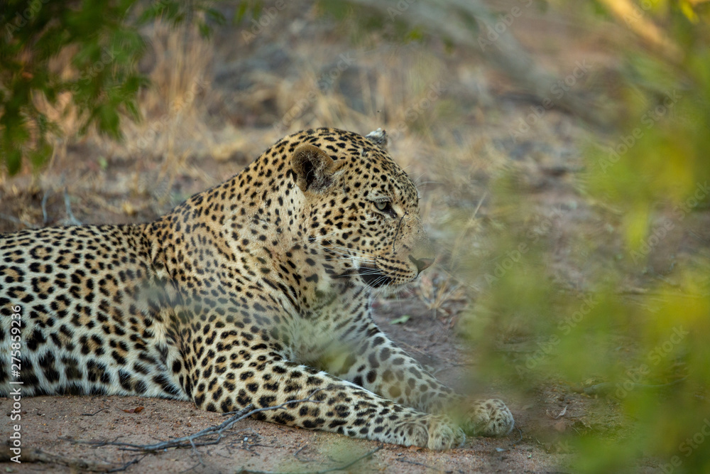 Fototapeta premium Young Male leopard in the afternoon light of winter.