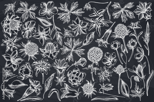 Vector set of hand drawn chalk bellflower, edelweiss, globethistle, globeflower, meadow geranium, gentiana