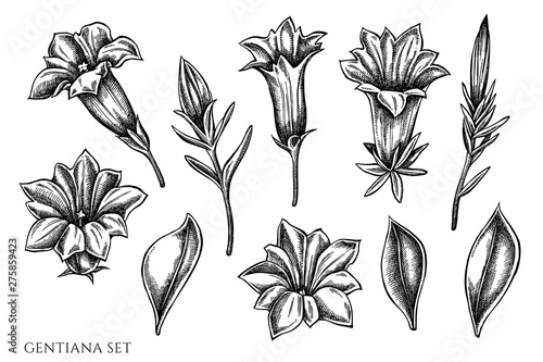 Vector set of hand drawn black and white gentiana