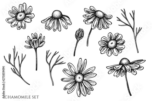 Vector set of hand drawn black and white chamomile