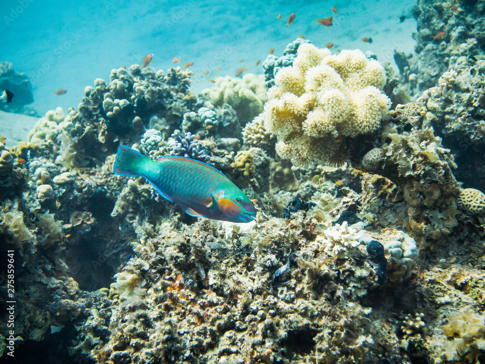 Fototapeta premium Bullethead parrotfish. Colourful marine life in Red Sea, Egypt, Dahab.