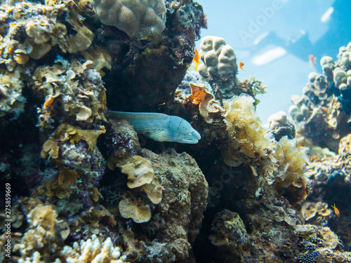 Fototapeta Naklejka Na Ścianę i Meble -  White Muraena. Colourful marine life in Red Sea, Egypt, Dahab.
