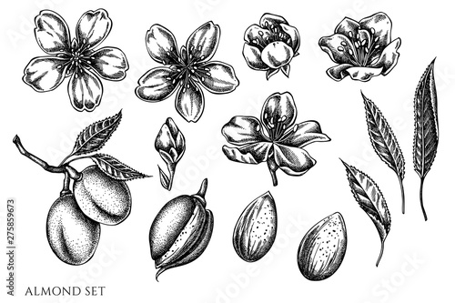 Vector set of hand drawn black and white almond