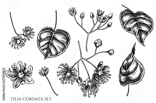 Vector set of hand drawn black and white tilia cordata