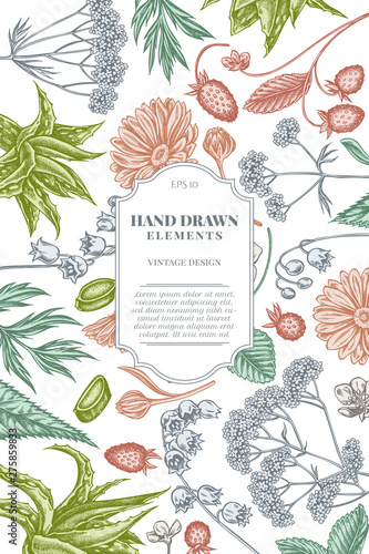 Card design with pastel aloe, calendula, lily of the valley, nettle, strawberry, valerian