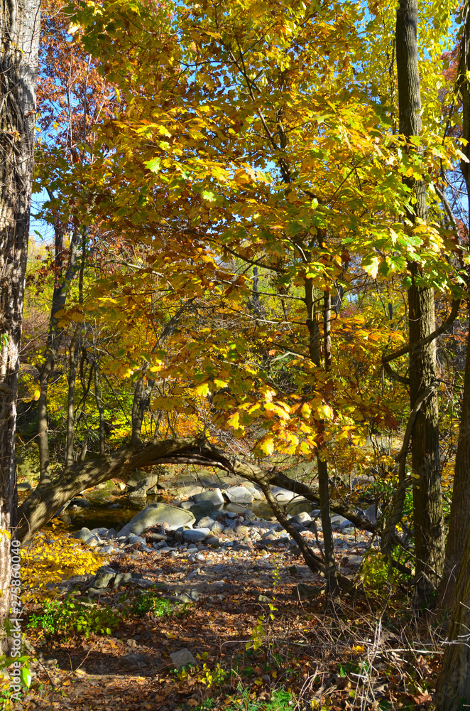 Autumn and Trees in North America Parks...