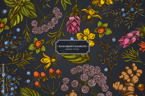 Floral design on dark background with angelica, basil, juniper, hypericum, rosemary, turmeric