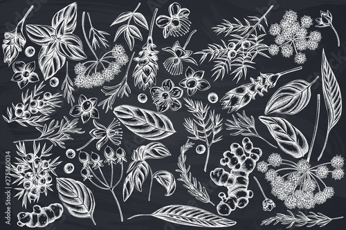 Vector set of hand drawn chalk angelica, basil, juniper, hypericum, rosemary, turmeric
