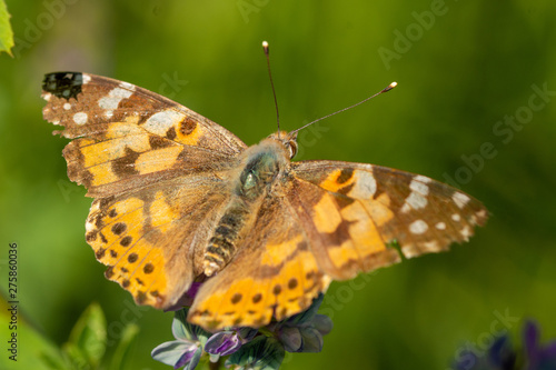 Macro of the Vanessa cardui (painted lady) - orange butterfly on meadow