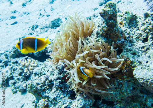 Ocellaris clownfish. Colourful marine life in Red Sea, Egypt, Dahab.