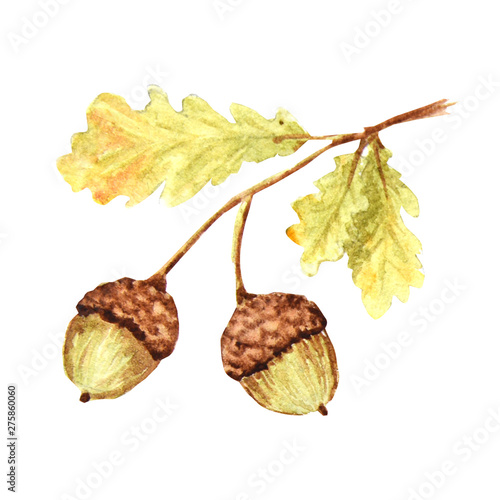 Autumn Leaf seasonal, nature acorns, autumnal botanical isolated on a white background. Watercolor autumn element hand drawn illustration.