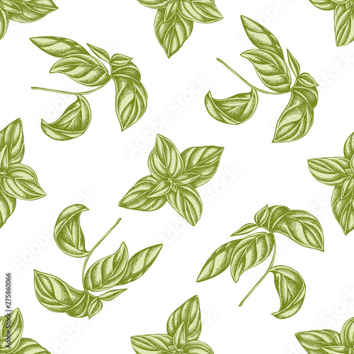 Seamless pattern with hand drawn pastel basil