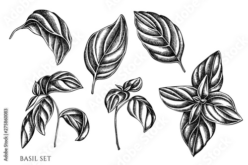 Vector set of hand drawn black and white basil