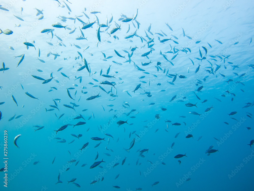 Φωτογραφία Shoal of fish. Colourful marine life in Red Sea, Egypt, Dahab.