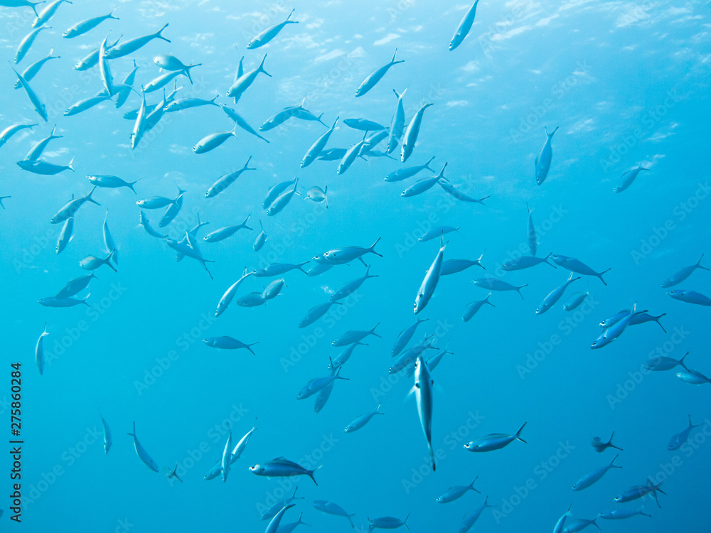 Shoal of fish. Colourful marine life in Red Sea, Egypt, Dahab. Shoal of fish. Colourful marine life in Red Sea, Egypt, Dahab.