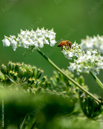 Bee on flower © Byron