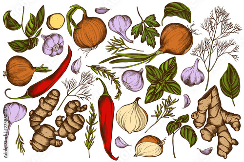 Vector set of hand drawn colored onion, garlic, pepper, greenery, ginger, basil, rosemary