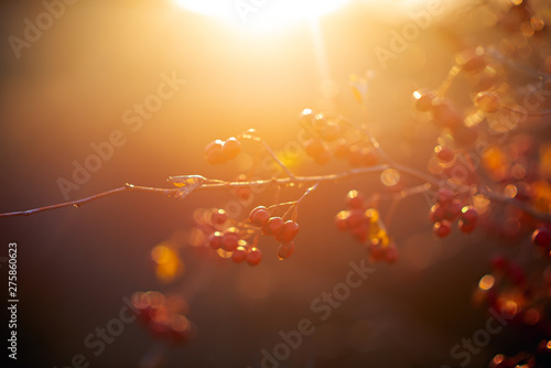 Sprig with briar at sunset. Rosehip berries in a beautiful sunset light. The power and beauty of nature.