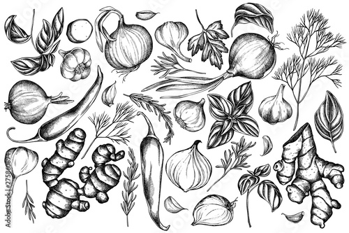Vector set of hand drawn black and white onion, garlic, pepper, greenery, ginger, basil, rosemary