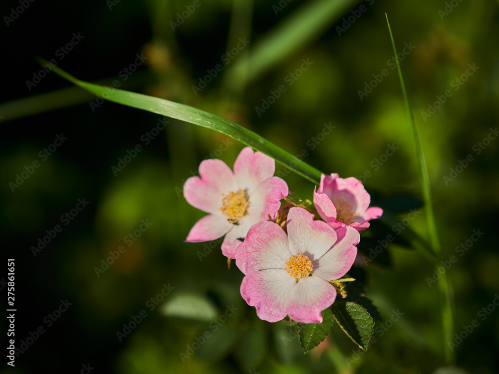 pink flower in garden