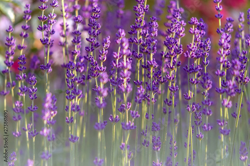 Lavendel im Licht