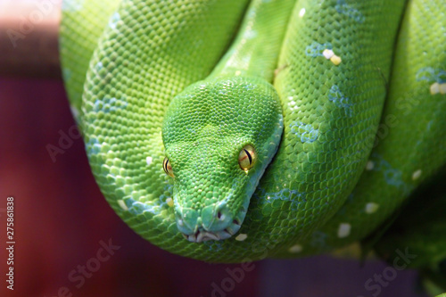 The green tree python