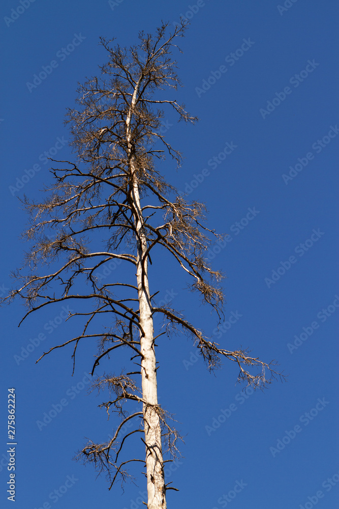 Dry dead pine trees in the forest against the sky. Dry dead pine trees in the forest against the sky.