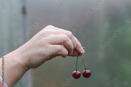 red ripe cherry in hand © Artoym