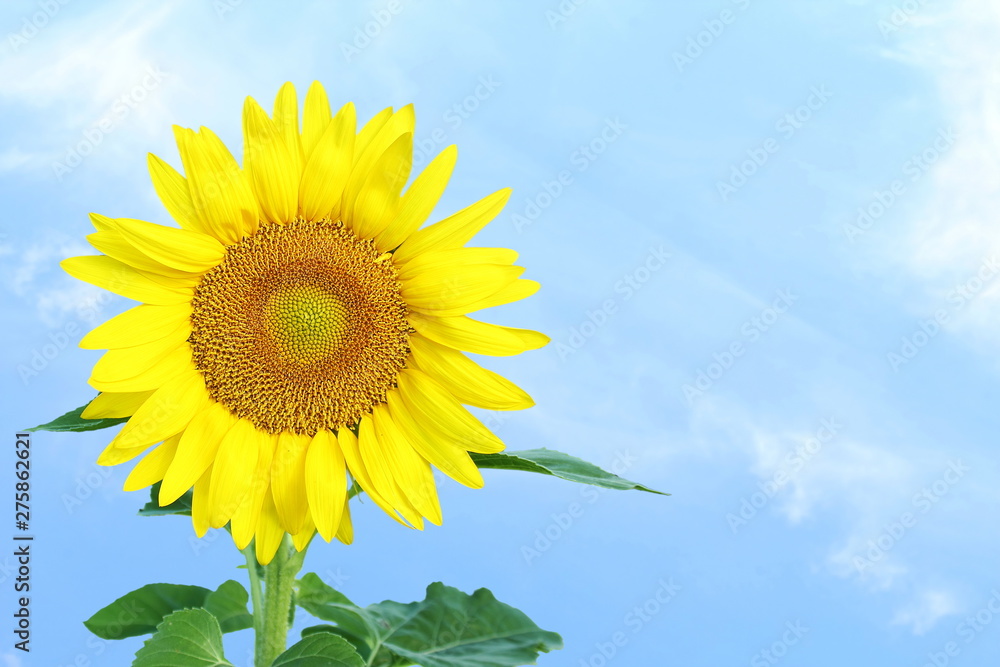 summer blooming sunflower isolated on sky blue background summer blooming sunflower isolated on sky blue background