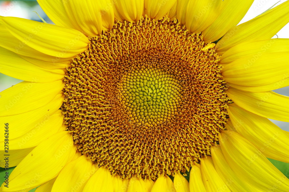 summer blooming sunflower isolated closeup