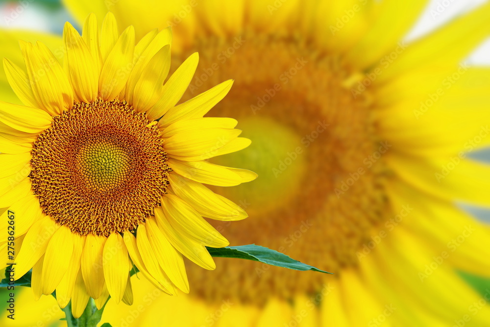 Fototapeta premium summer blooming sunflower isolated closeup