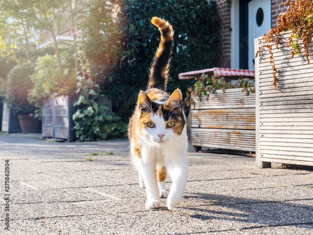 Low angle view - perspective of the front walking cat on a Dutch street