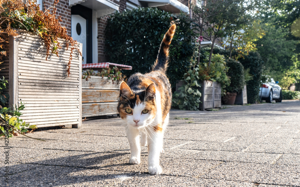 Low angle view - perspective of the front walking curious pet cat on a Dutch street