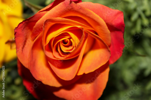 orange rose