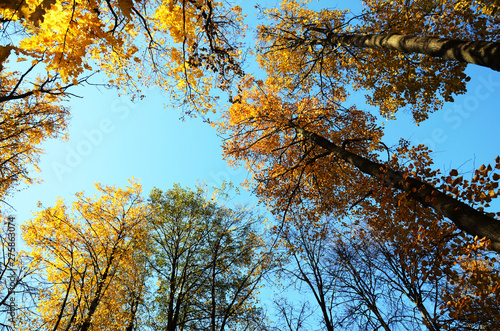 Autumn. Trees with red  yellow and green leaves against a blue sky