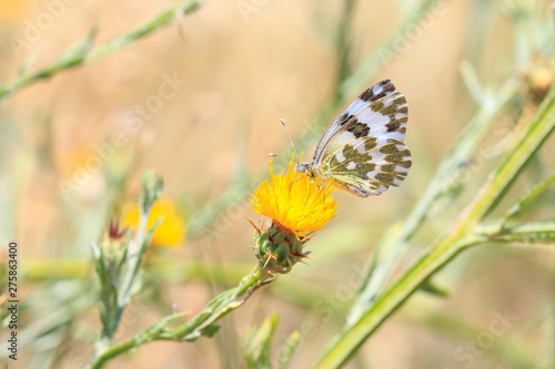 Eastern Bath white, Pontia edusa, butterfly © Sander Meertins