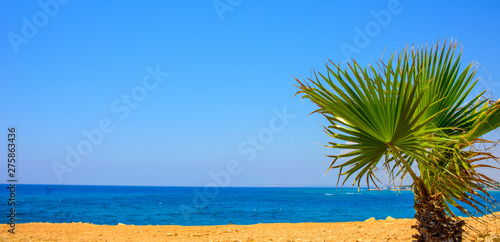 Fototapeta Naklejka Na Ścianę i Meble -   palm tree on the background of the blue sea on the coast of Ayia Napa, Cyprus