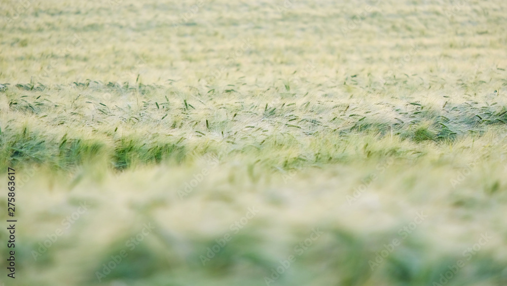 Golden spikes in cultivated agricultural field. Early farming stage. Agriculture concept. Space for text.