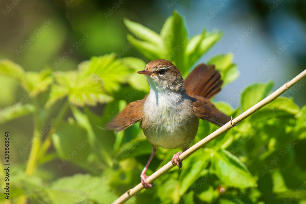 Cetti's warbler, cettia cetti, bird singing and perched Cetti's warbler, cettia cetti, bird singing and perched