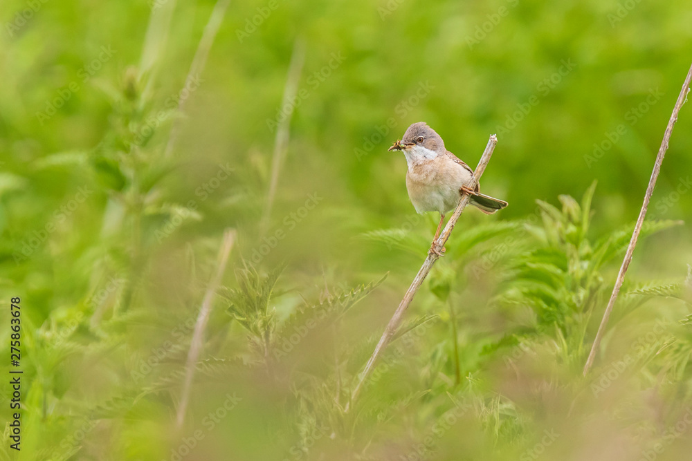 Whitethroat bird, Sylvia communis, foraging in a meadow Whitethroat bird, Sylvia communis, foraging in a meadow