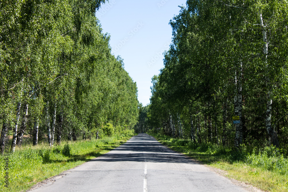 The road in the forest clear year-old day