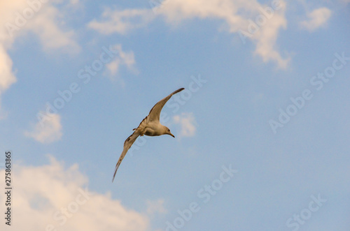 Seagull in Alexandria, Virginia, USA